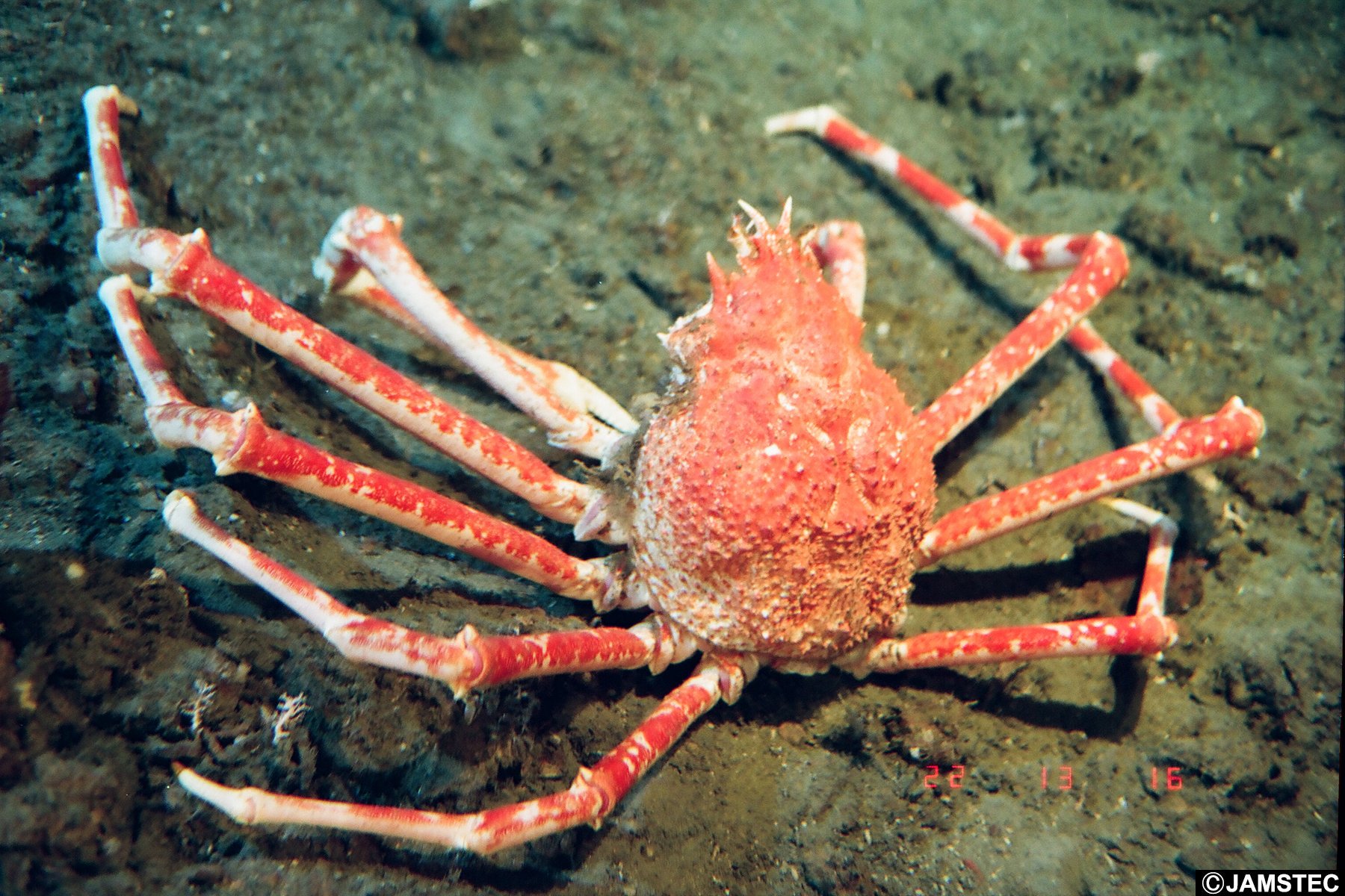 四国太平洋沖稀少深海生物タカアシガニ大型甲羅兜凹凸リアル標本飾り置物コレクション 61QuXcZPgqL._UF350,350_QL50_.jpg