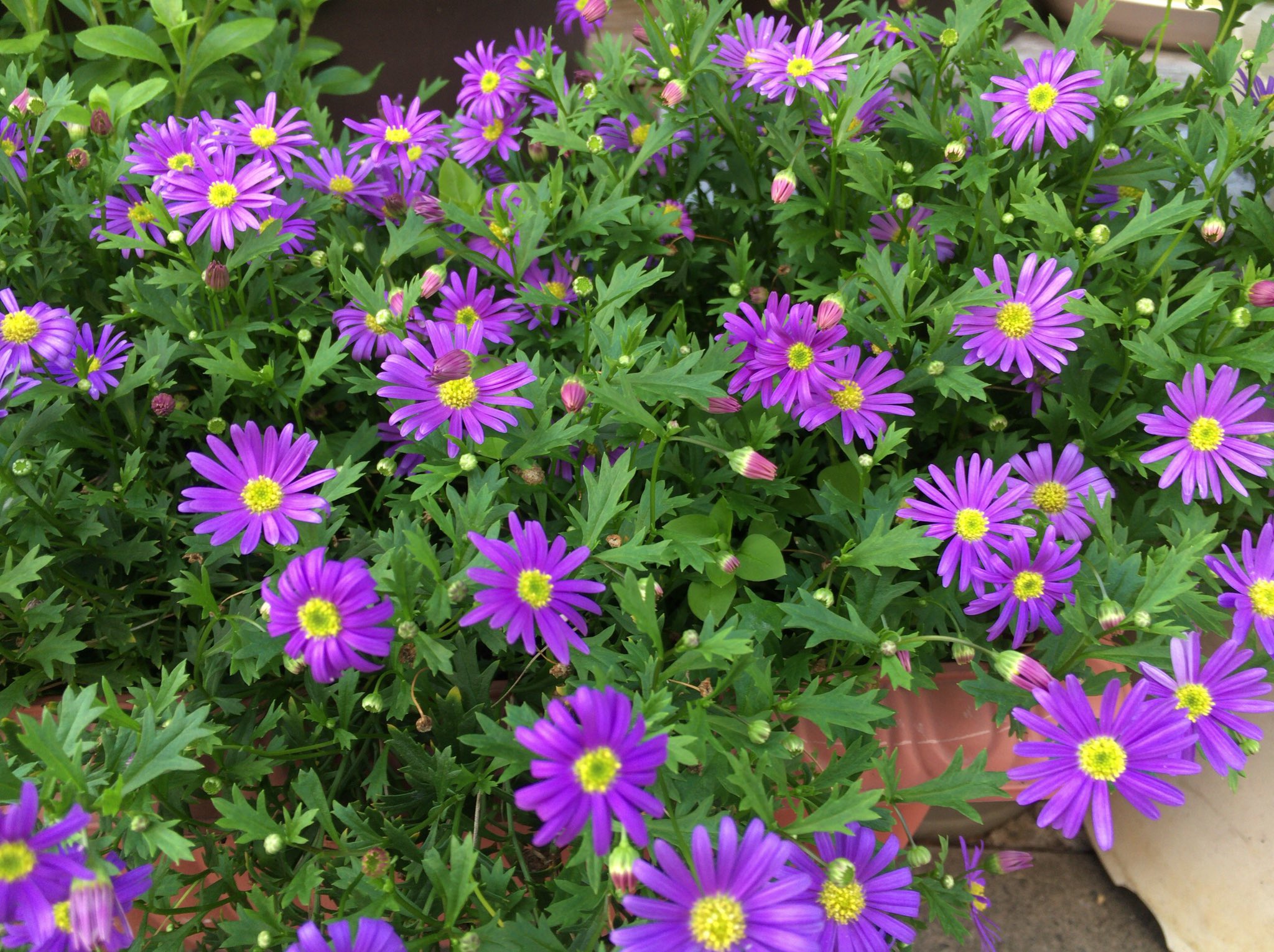 Chris 姫小菊 バイオレット花言葉 元気 紫陽花そろそろ終わりかな この色の花 好きです 菊 姫小菊 紫陽花 パープル バイオレット アジサイ あじさい 花 フラワー Flower Flowers ハナ はな 菊の花 ガーデン ガーデニング 花壇 T Co