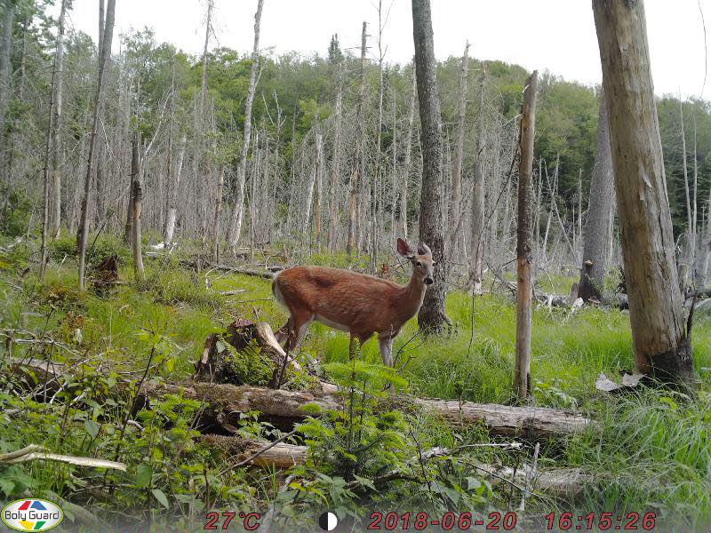 Bolymedia's tweet photo. Boly mg983 sharing from Eric Plouffe.
#huting
#hunting camera
#trail camera https://t.co/vD8kN0jCyi