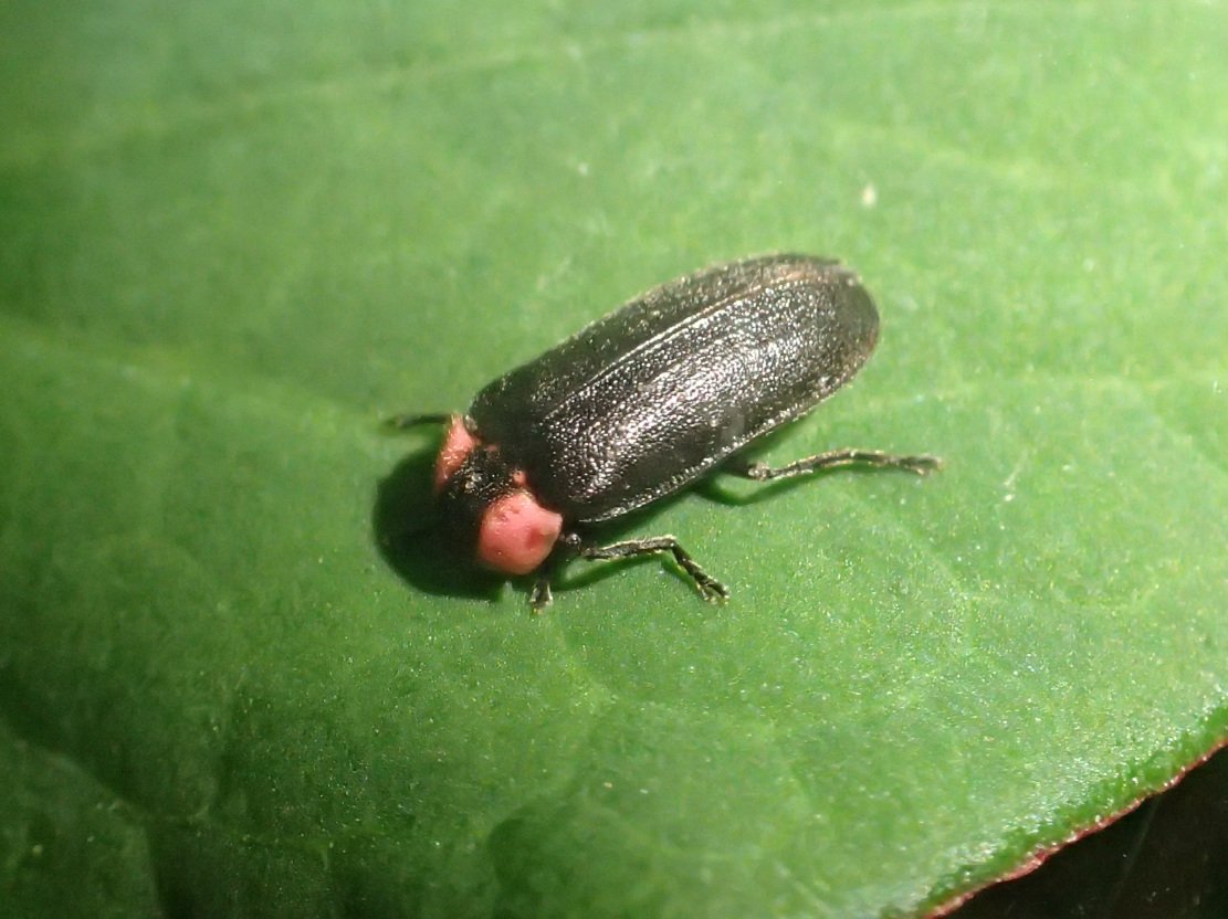 多摩動物公園 公式 今日のヘイケボタル 前胸部の黒い線もようが ゲンジボタルとは違うんですよー 昆虫生態園で開催中の ホタル展 では 成虫の発光展示のほか明るいケース内の成虫も観察できます 6 26 火 まで こ T Co Aiopegtdgk