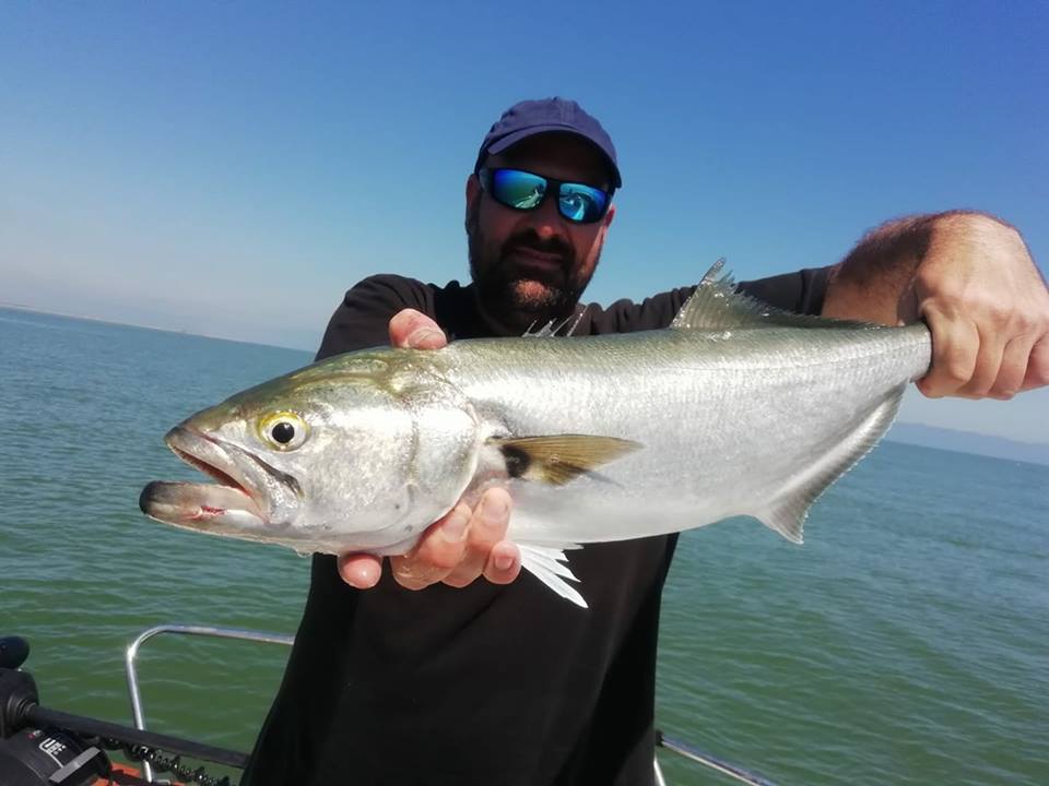 Tenemos las #anjovas por aqui ....
Empieza el festin... #DeltaTurismo #DeltaEbro #DeltEbre pescaebro.com