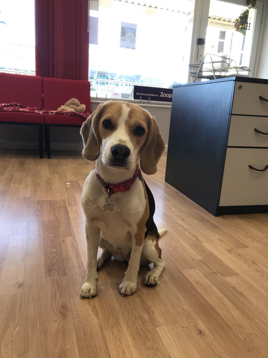 TLCCorby's tweet photo. @CorbyRadio Our Office dog is at work today as usual #bringyourdogtoworkday https://t.co/Gk5kzmP1PW