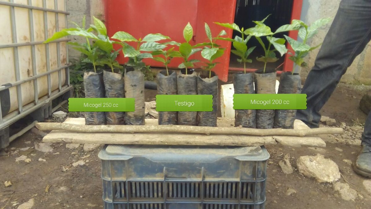 dgomezkimitec's tweet photo. Aún no conoces #Mycogel? Tratamiento en almazigos de café. 30 días después de la aplicación, mayor número de hojas, más altura y grosor del tallo. #Rockyourcrops https://t.co/02WjcOk97w