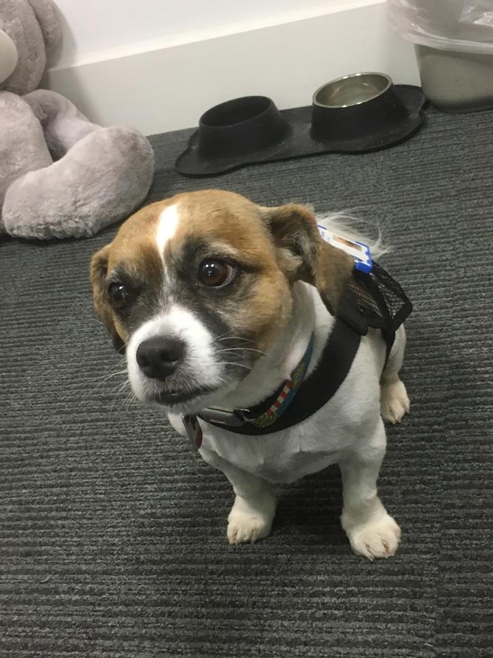JusticeDogsLab's tweet photo. Poppy dropping by @CanterburyCCUni for a visit during staff well-being week. @CCCUPsych #StaffWellbeing https://t.co/87q16Wy1qT