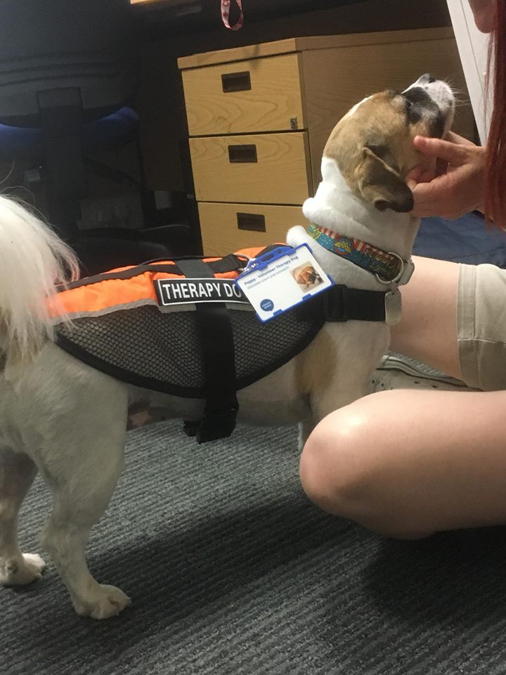 JusticeDogsLab's tweet photo. Poppy dropping by @CanterburyCCUni for a visit during staff well-being week. @CCCUPsych #StaffWellbeing https://t.co/87q16Wy1qT