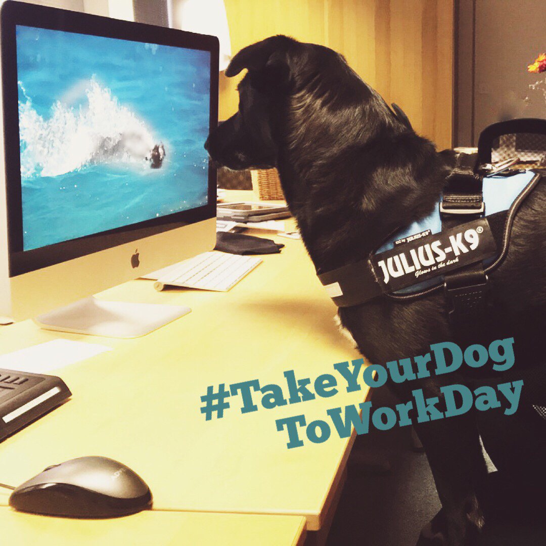 The imorph dogs, Buzz and Pancake hard at work in the office 😄🐶 #TakeYourDogToWork #LoveDogs
