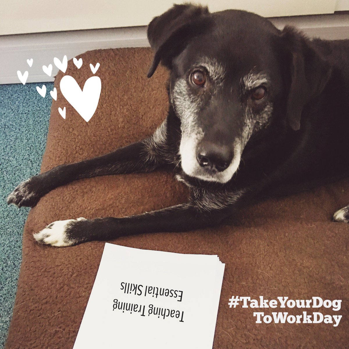 imorphLimited's tweet photo. The imorph dogs, Buzz and Pancake hard at work in the office 😄🐶 #TakeYourDogToWork #LoveDogs https://t.co/O4SbsiKAmd