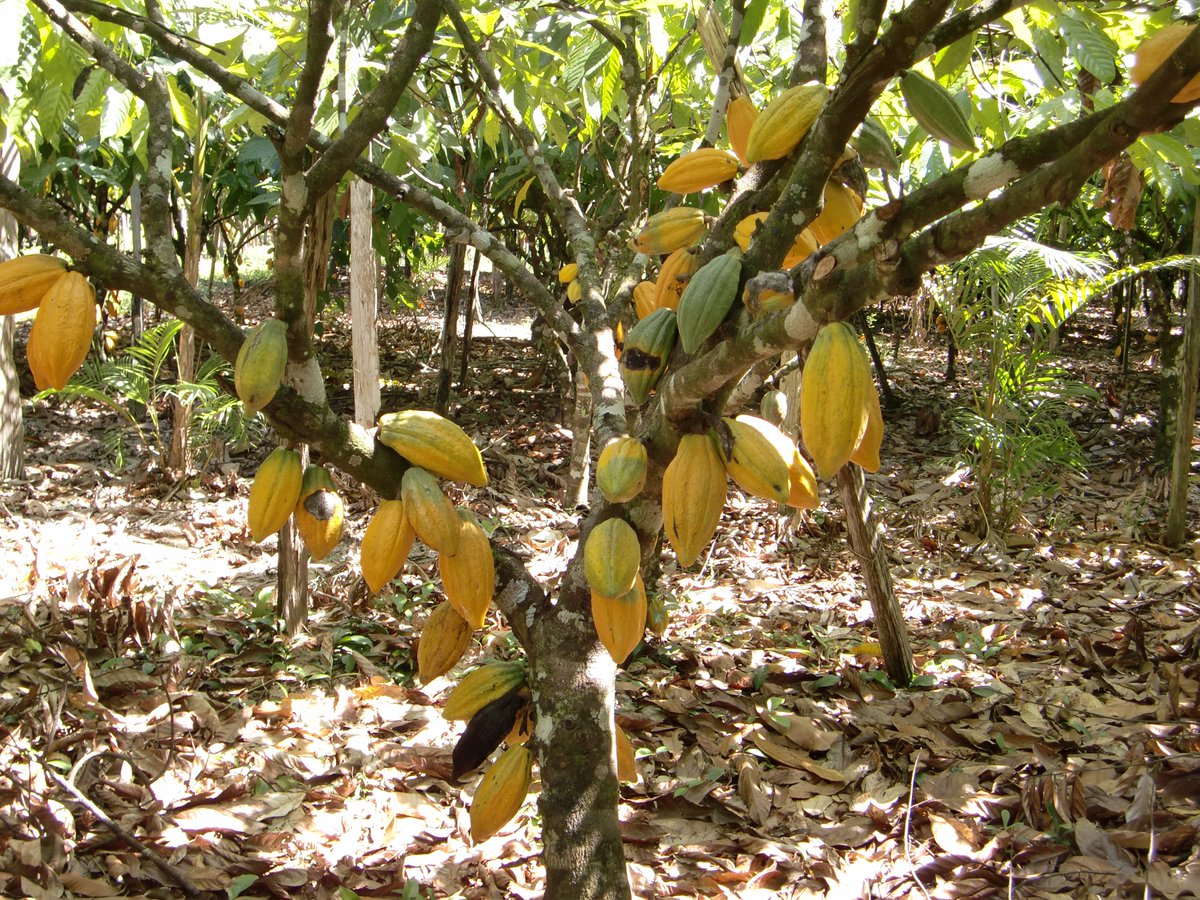 公式 明治 ザ チョコレート Twitterissa カカオポッドについて 実はカカオは果物なんです ご存知でしたか 写真の様に 樹の幹から直接実っているんですよ Thechocolate