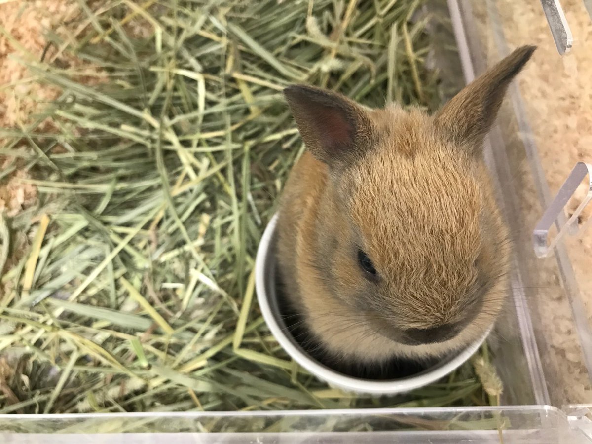かねだい立川店 小動物コーナーにカップケーキが出現 いいえ ネザーランドドワーフです 笑 まんまるなフォルムがたまりません ふわふわもちもちで可愛いですよ かねだい立川店 小動物 うさぎ ネザーランドドワーフ かねだい立川店 小動物コーナーにカップケーキが出現 いいえ ネザーランドドワーフです 笑 まんまるなフォルムがたまりません ふわふわもちもちで可愛いですよ かねだい立川店 小動物 うさぎ ネザーランドドワーフ