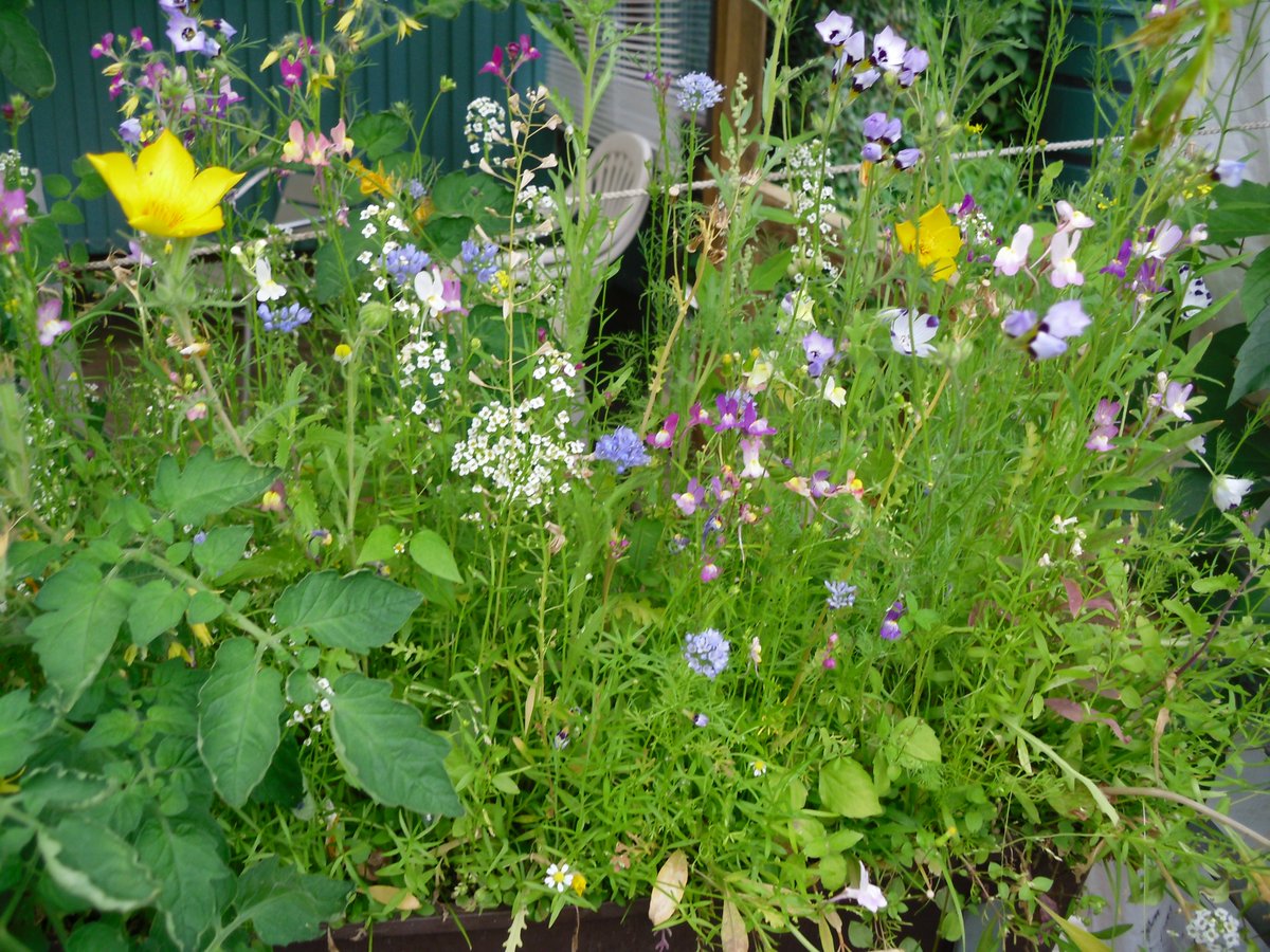 #SPERLI´s Balkon-Nützlingsparadies #Wildblumenmischung wächst und gedeiht! sperlishop.de/blumen/nuetzli…