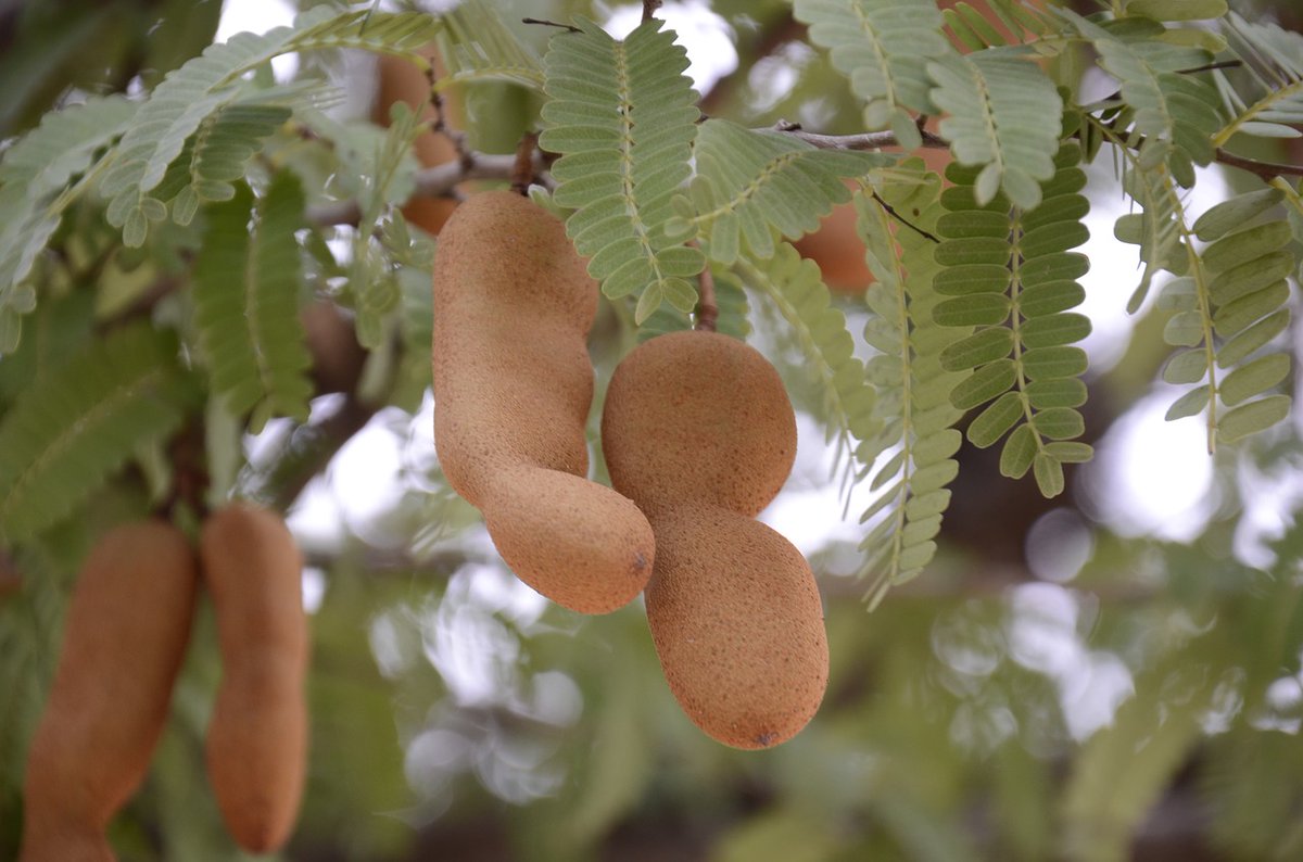 Inspirulina على تويتر Tamarindo Beneficios De Un Laxante Agridulce Culturizando Para Aprovechar Todos Los Beneficios Del Tamarindo Lo Mejor Es Consumirlo De Forma Natural Y En Su Cascara Ya Que Los Aditivos Inspirulina على تويتر Tamarindo Beneficios De Un Laxante Agridulce Culturizando Para Aprovechar Todos Los Beneficios Del Tamarindo Lo Mejor Es Consumirlo De Forma Natural Y En Su Cascara Ya Que Los Aditivos