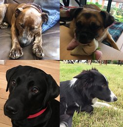 GroupGfb's tweet photo. It's #TakeYourDogToWorkDay, meet our 'Dog Squad' https://t.co/4an1XYLD5B https://t.co/HWFu63UU90