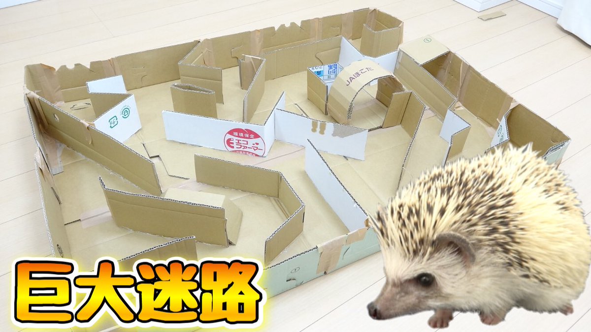 きょんくま Youtuber 今日の動画です たぬちゃんに巨大迷路作ってあげました きょんくま Youtube ハリネズミ かわいい T Co C0isurmsww