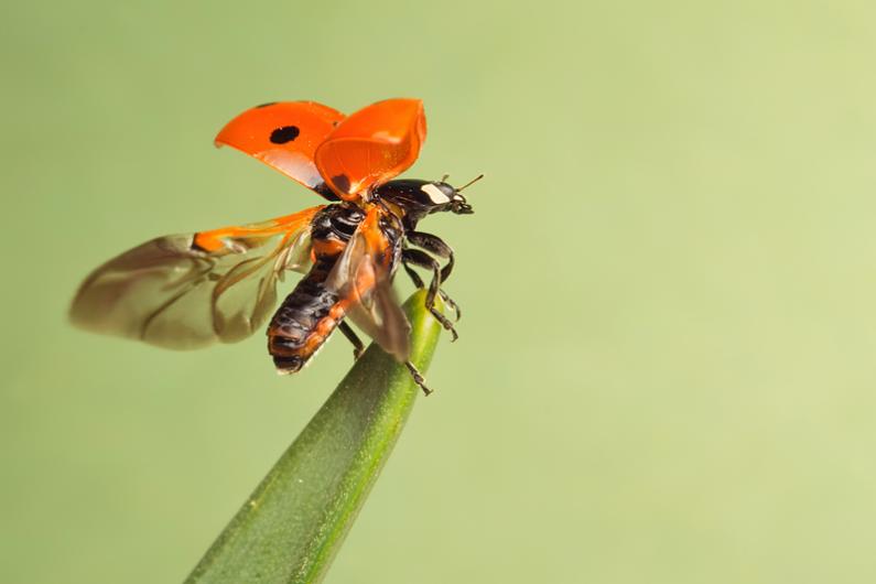 BBC Wildlife tweet media