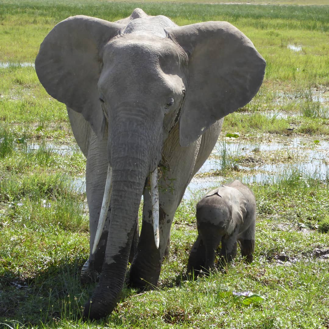 via@lilred_abbie 
#safari #africa #kenya#africansafari #elephant #babyelephant#animalphotography #somakholidays#porinicamps #amboselinationalpark#amboseli #travel #holiday #vacation#bucketlist #adventure #worldtrave