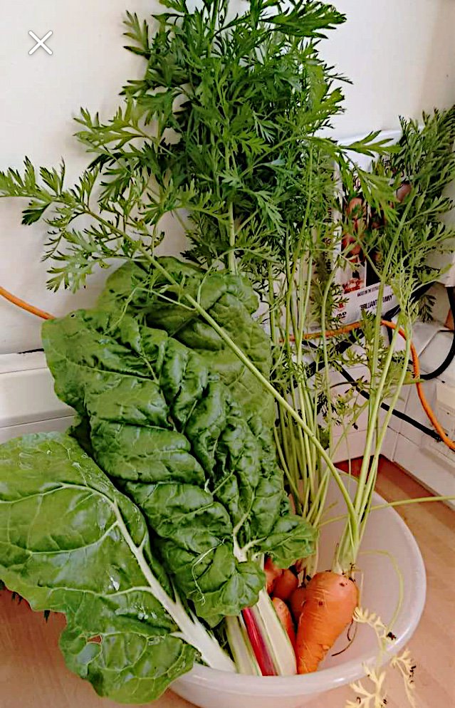 Lovely fresh veggies from our garden today! #healthy #fresh <a href="/withoutstigma/">SPFT - No longer in use</a>