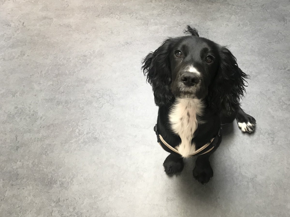 campbellandco's tweet photo. Wee Darcey enjoys take your dog to work day just as much as we do! #TakeYourDogToWorkDay #BringYourDogToWork #officedog #designdog https://t.co/Q8z5v6H5ej