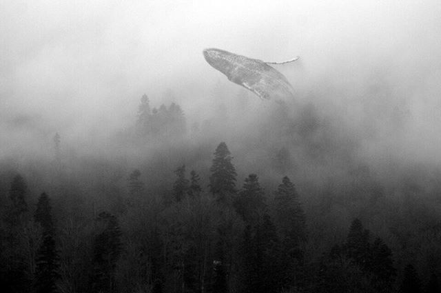 New track out soon on @time_has_changed_records
10 000 #whales #studio #electronicmusic #liveperformance #moog #cubase #followthebeast #techno #timehaschangedrecords #animalandme bit.ly/2MetCGB