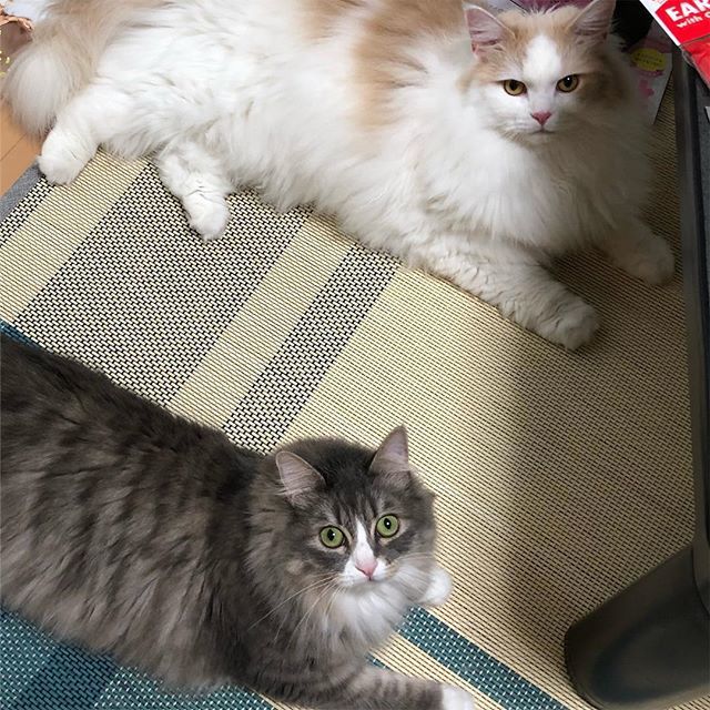 omochi_20160202's tweet photo. あら珍しく2人お揃い👀
.
#猫 #サイベリアン #にゃんすたぐらむ #もふもふ #にゃんこ #猫バカ #nyaspaper #cat #Siberiancat #猫アレルギーだけど猫飼ってます #みんねこ #ペコねこ部
#おもち #2歳 #白茶 #omochi
#ごまめ #グレー #靴下にゃんこ #2歳 #gomame https://t.co/ToFHcEYMAw https://t.co/Rvo9Xa3oKv