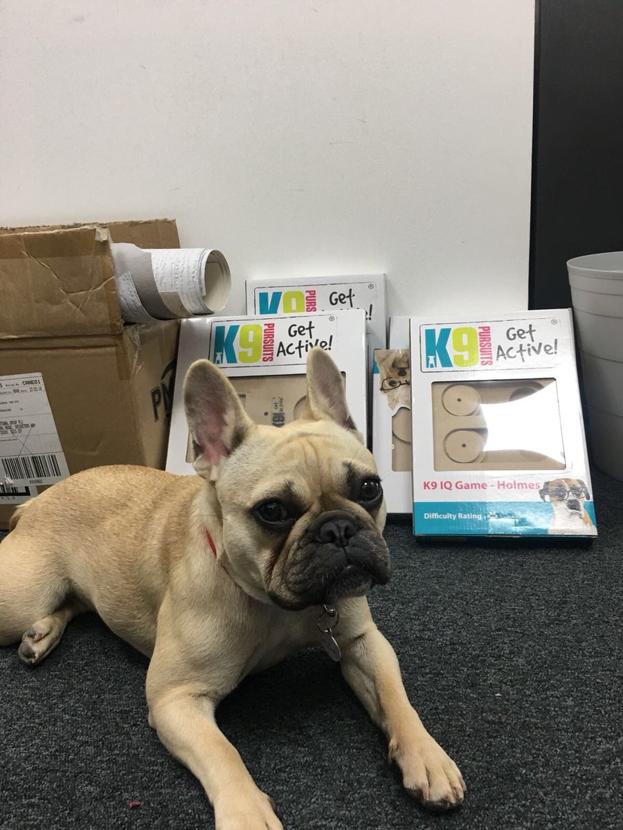 PetBaseProducts's tweet photo. @BringDog2WorkUK We've brought Tink to the #Petbase office for #BringYourDogToWork to help with some practical product testing.
Then off on a walk
#BringYourDogToWorkDay #DogsofTwitter #frenchbulldog https://t.co/gFzdjs7PGV