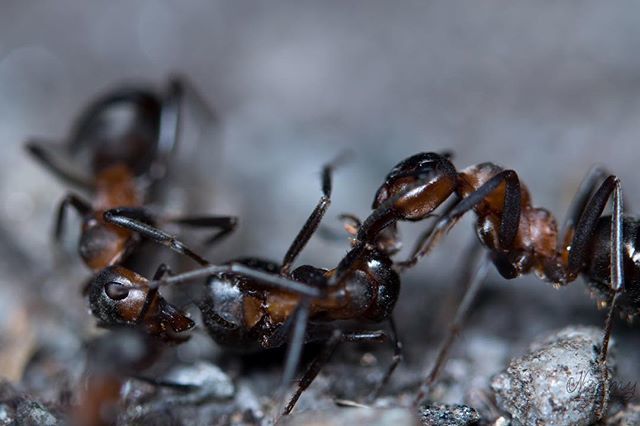 commandernormy's tweet photo. Today some ants! But are they fighting? Or Working?
#ants #antloveforever #lovethem #forest #ground #small @antscanada #cool #photooftheday #pictureoftheday #awsome_macro #photography #nikon_photography #macrophotography #makrofotografie #macrovision #ni… https://t.co/1M4J5DPVEp https://t.co/bEwHkOviYG