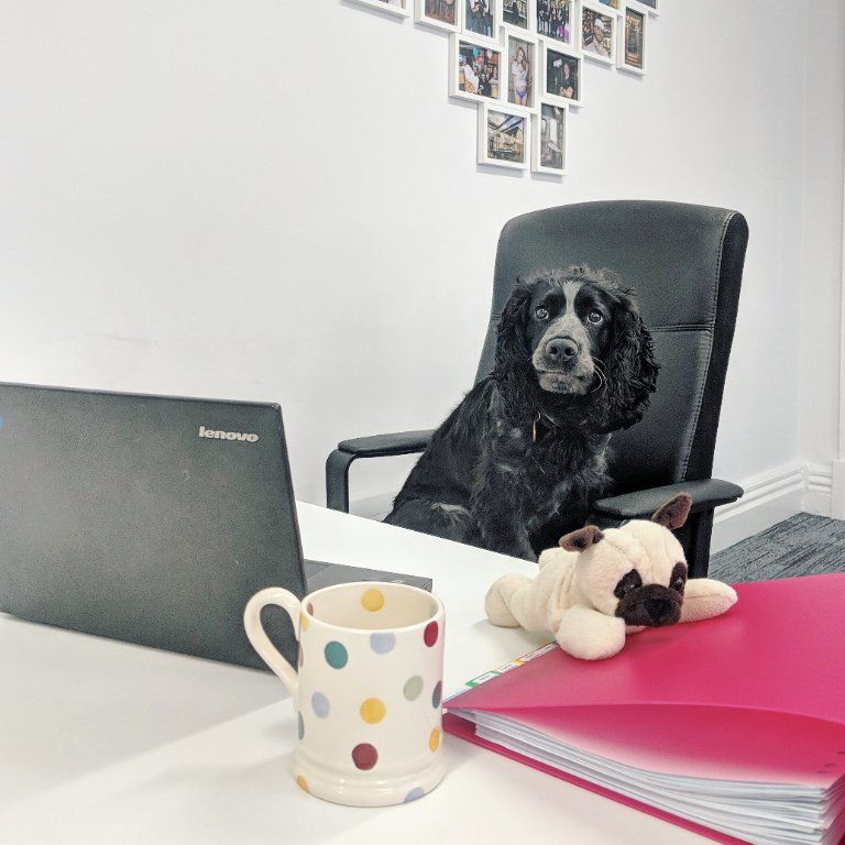 spottydogcomms's tweet photo. Since it's #BringYourDogToWorkDay we'd love to see pictures of pups - especially if they're a #DogWithAJob! Here's Buddy keeping a beady eye on our Twitter notifications with his morning coffee 👀 https://t.co/ZJhxyB4ic0