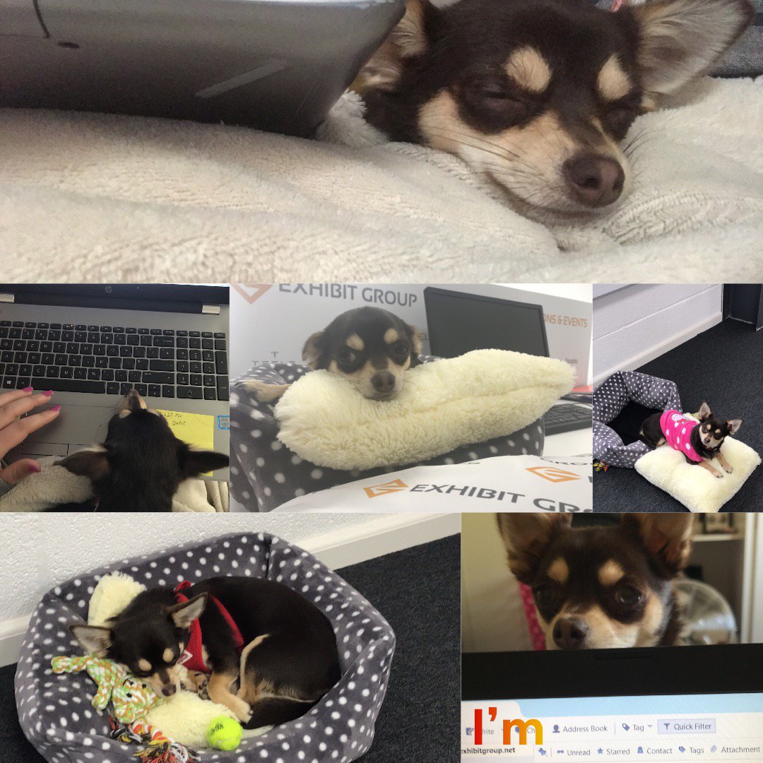 It’s #bringyourdogtoworkday so I thought I’d share mine! Princess Nala is very lucky though as her mummy works from home 4 days a week and 1 day in the office when she can come too!