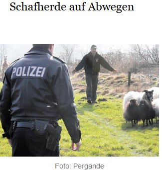 HSB_Forum's tweet image. Gibt&apos;s bei denen auch #SheepContent? ^^
[Symbolbild]