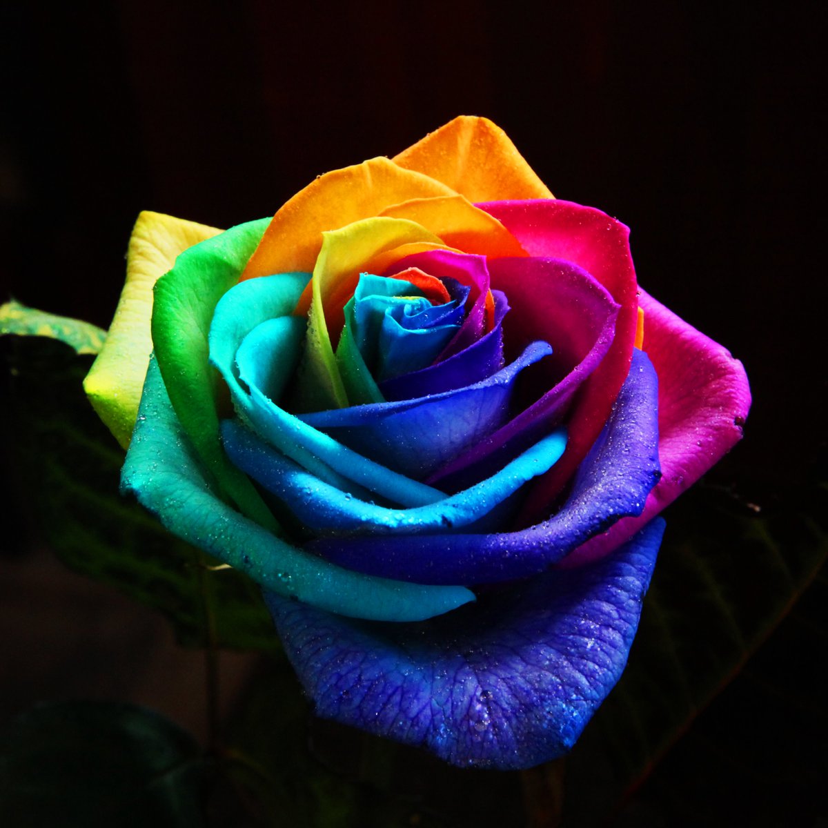 ローズショップ Sur Twitter レインボーローズ 108本の薔薇で愛の告白 108本 10 8 永久 トワ レインボーローズの 花言葉は 奇跡 Http Roseshop Jp S 電話一本で即日配送 0266 28 11