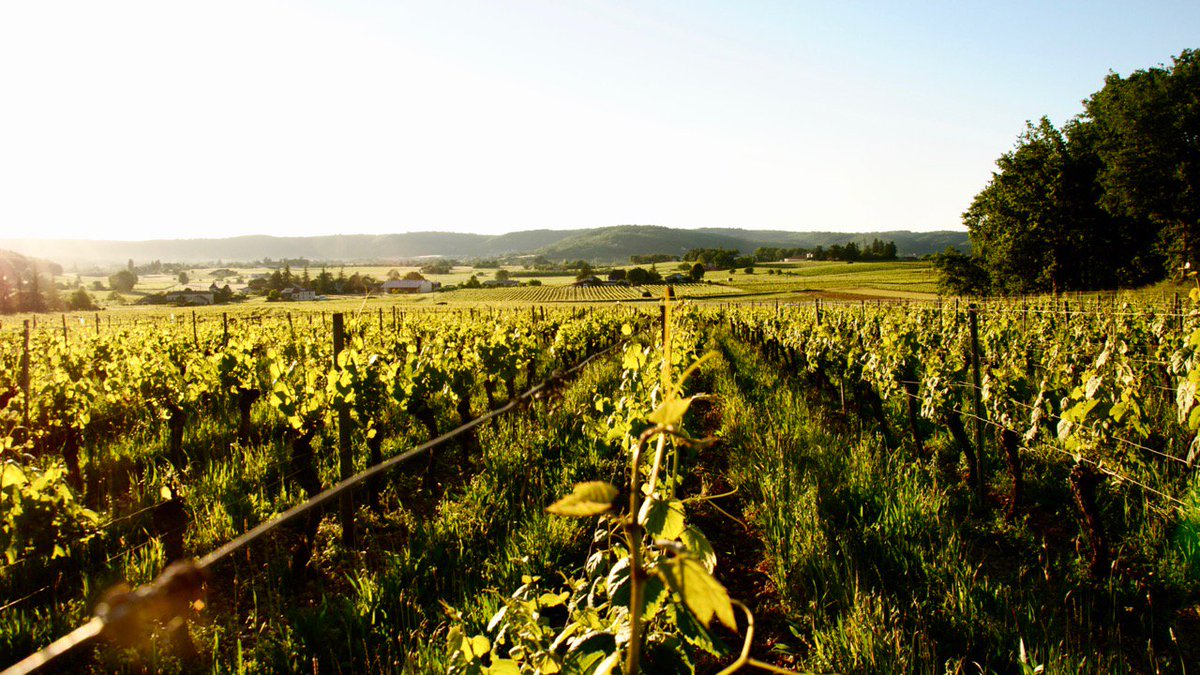 #Cahors: #Malbec gibt wunderbare Weine auf diesem komplexen Terroir - Beef Magazine vinparleur.net/1737 #vinparleur