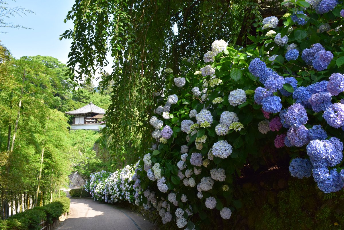 ひみこちゃん 長谷寺の紫陽花が見ごろやで 色とりどりの紫陽花に彩られた長谷寺に行ってみてや 長谷寺hp T Co Mc0wsr7u1j 紫陽花 アジサイ 梅雨 週末 寺社 奈良 長谷寺 T Co Foiyj5m0za Twitter