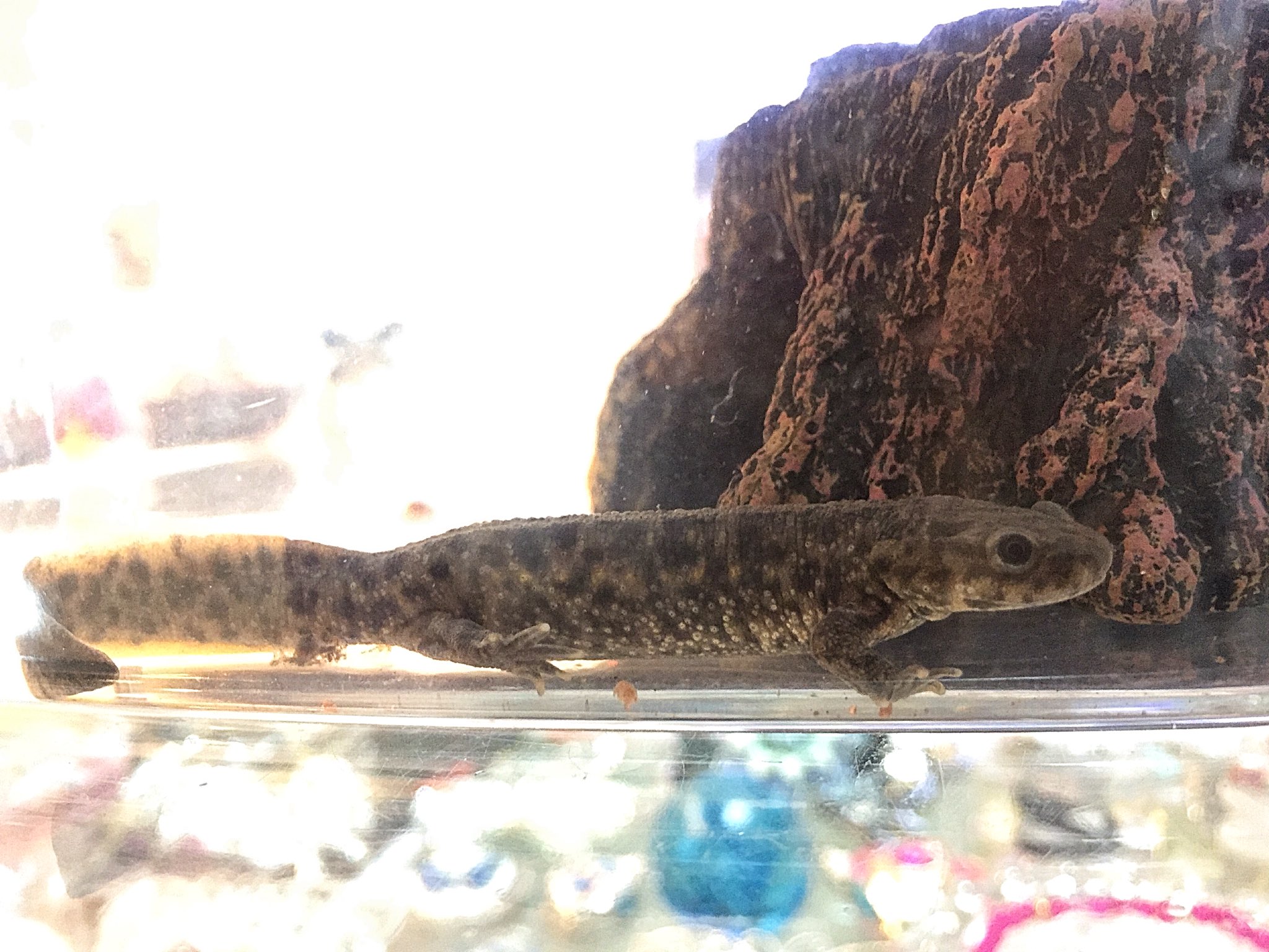 広瀬 あいら ラウンジ蝶々 オーナー 通常営業中 我が家の新しい家族 イベリアトゲイモリのベビー スペイン 原産の最大30センチになる大型のイモリです まだベビーなので6センチです おっとりしていて ゆっくりふよふよと泳ぎます 完全水棲で陸は 広瀬 あいら ラウンジ蝶々 オーナー 通常営業中 我が家の新しい家族 イベリアトゲイモリのベビー スペイン 原産の最大30センチになる大型のイモリです まだベビーなので6センチです おっとりしていて ゆっくりふよふよと泳ぎます 完全水棲で陸は