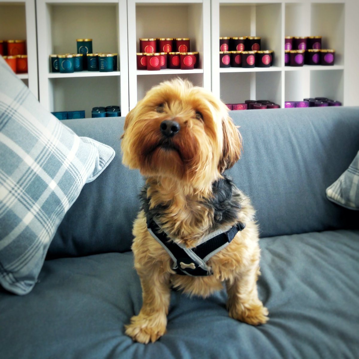ShearerCandles's tweet photo. Happy Friday candle lovers! And happy #takeyourdogtoworkday! 

Sooti is always happy to help us sniff out the best scents, especially when there's a treat involved!

#sooti #yorkie #yorky #yorkshireterrier #dog #dug #feelgoodfriday https://t.co/Mzmz8BSebs