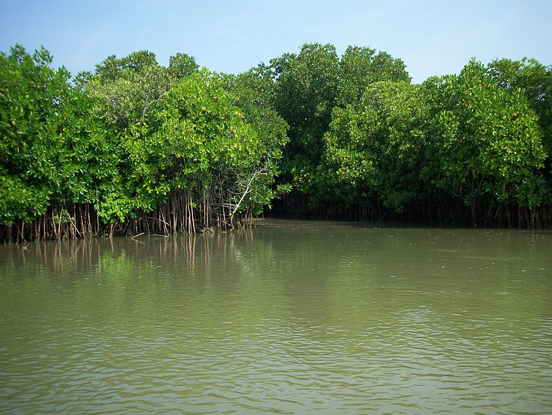 UNFCCC's tweet image. Mangrove ecosystems, crucial to protect against sea level rise and storm surges, have a remarkable ability to adapt to #ClimateChange and store carbon, says report bit.ly/2MMhvBA @CIFOR