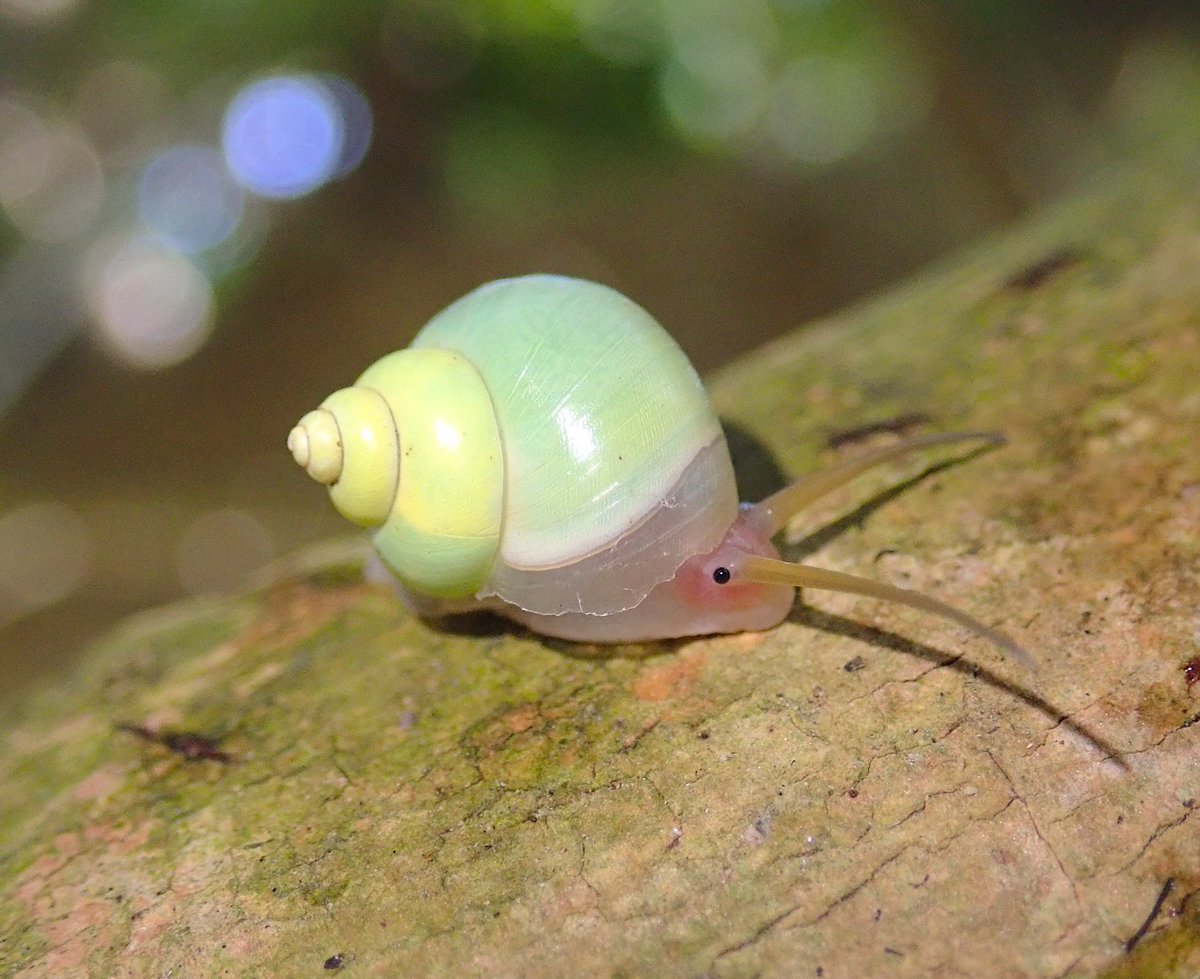 沖縄のこのタニシ 顔も形も色も何しろ可愛いくてまるで妖精 ファッ こんな生き物がいるのか Togetter