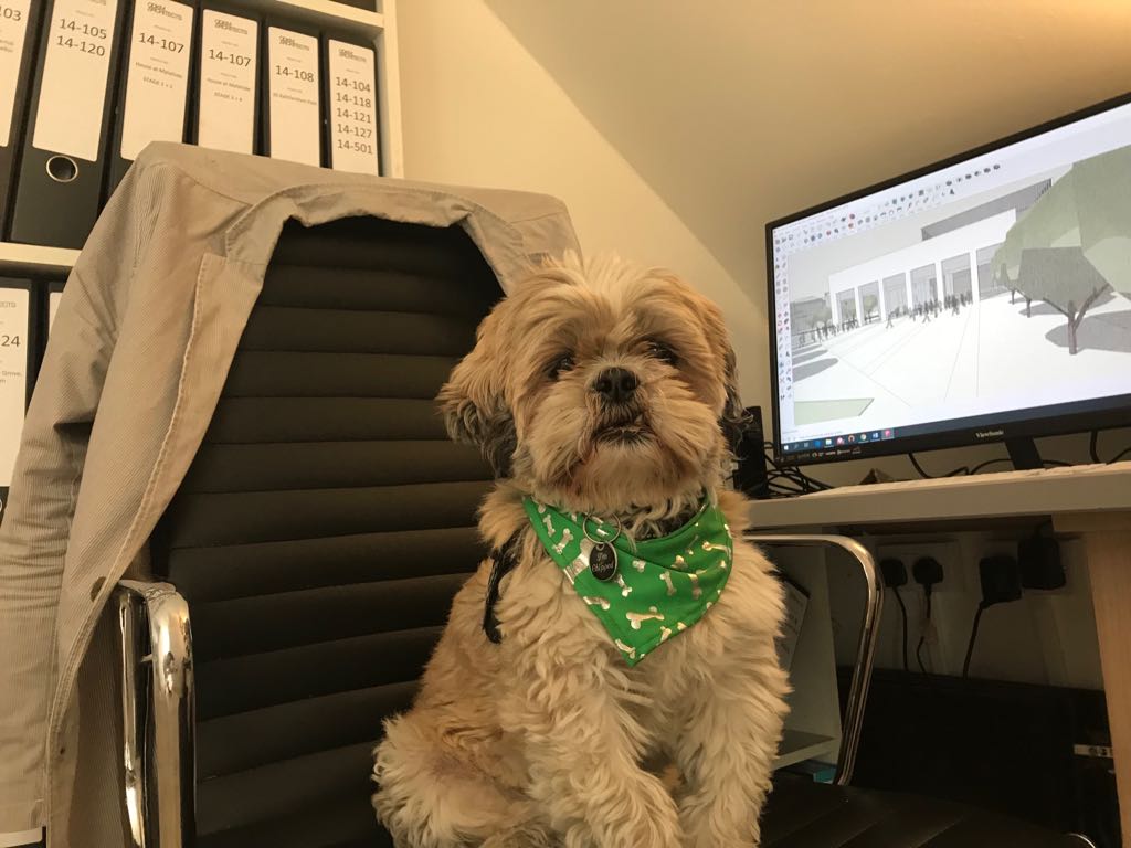 Bones is in the house! #TakeYourDogToWorkDay #DogFriendlyIrelandDay #Dogfriendlyoffice #ODKM