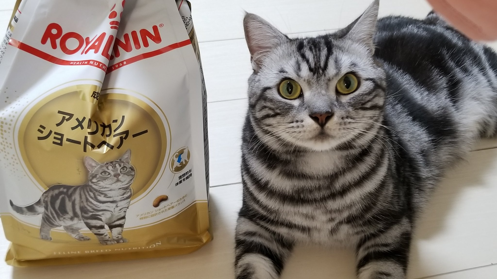アメ推しチャンネル ペットフードのアメショーのイラストとゴマちゃんです 目のつり上がりや顔のパーツが似てます ねこ好きさんと繋がりたい アメショ T Co 1dpk5ivrsl Twitter