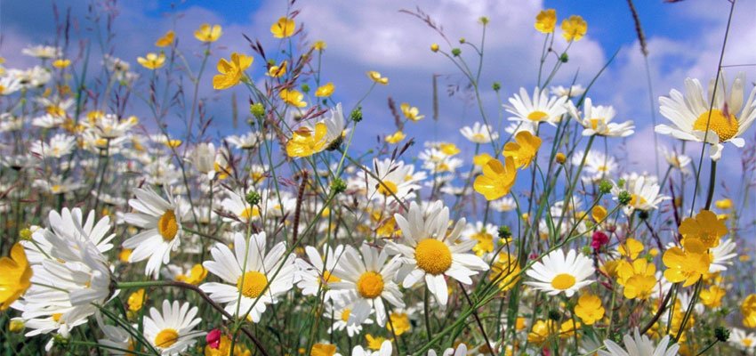 NovatorSol's tweet photo. Vi på Novator Solutions önskar er en Glad Midsommar! https://t.co/oPIoImYlCL