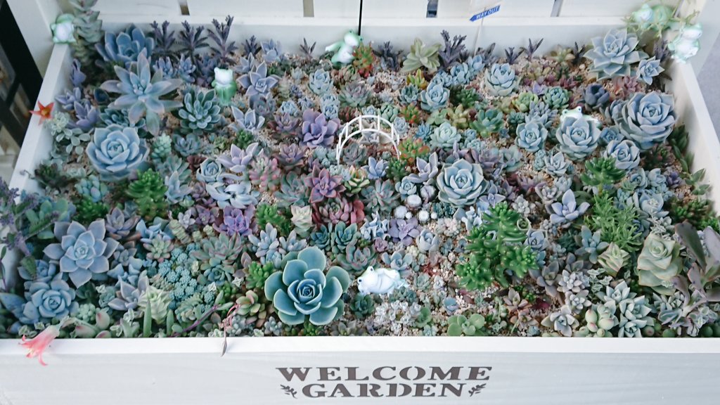 ট ইট র Toma Tomato こんばんは ﾟ 木箱の葉挿しっ子達 成長してきたから 虫が着かないか病気にならないか 毎日 観察してますが 今の所 まだ大丈夫みたい ᴗ و 多肉植物 多肉植物専用コーナー 木箱 木箱寄せ植え T Co