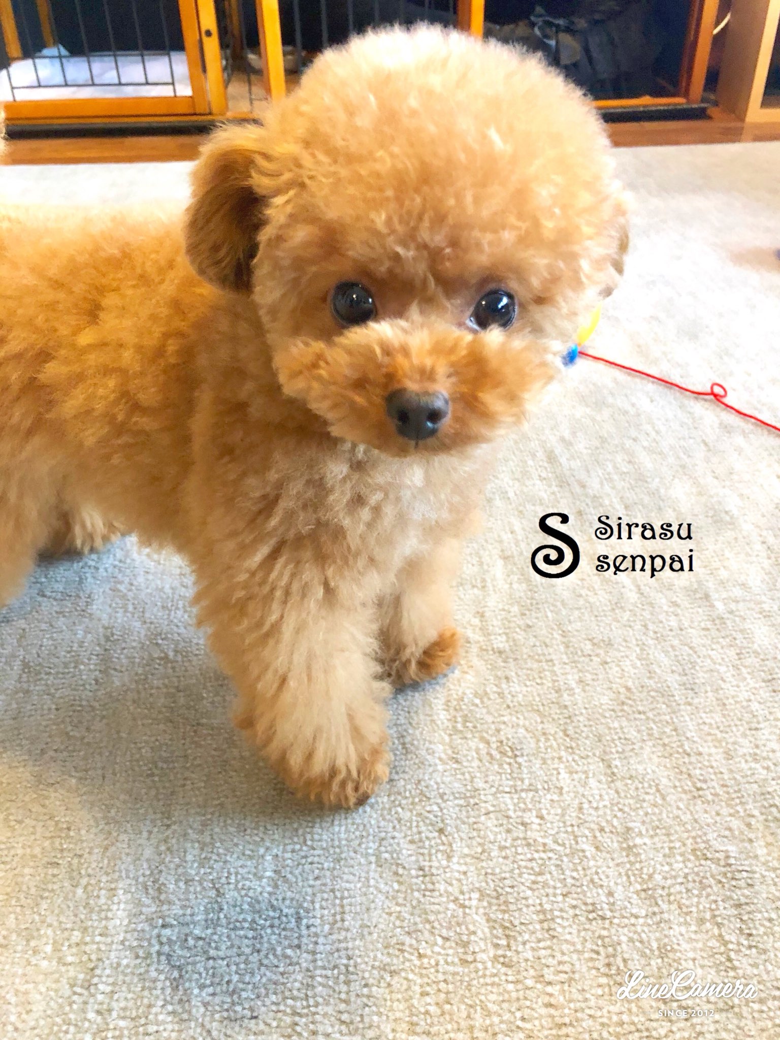 トイプー しらす先輩 セブンの犬猫ボックスティッシュ Love しらす先輩 インスタグラム 半端ない T Co Owyhqwy6lr Twitter