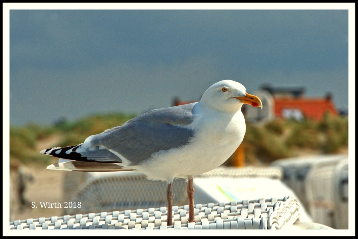 wirthstef's tweet photo. #Herring #gull at a #beach in the #German #North #Sea #area #Norddeich #Mole #June 2018. Copyrights #Stefan #F. #Wirth
#bird #waterbirds #animal #intenseLight #afternoon #sky #village #houses #roofs #geotagdernatur #photography #photographer #photographylovers #Telelens https://t.co/MaC5vS6Vzi