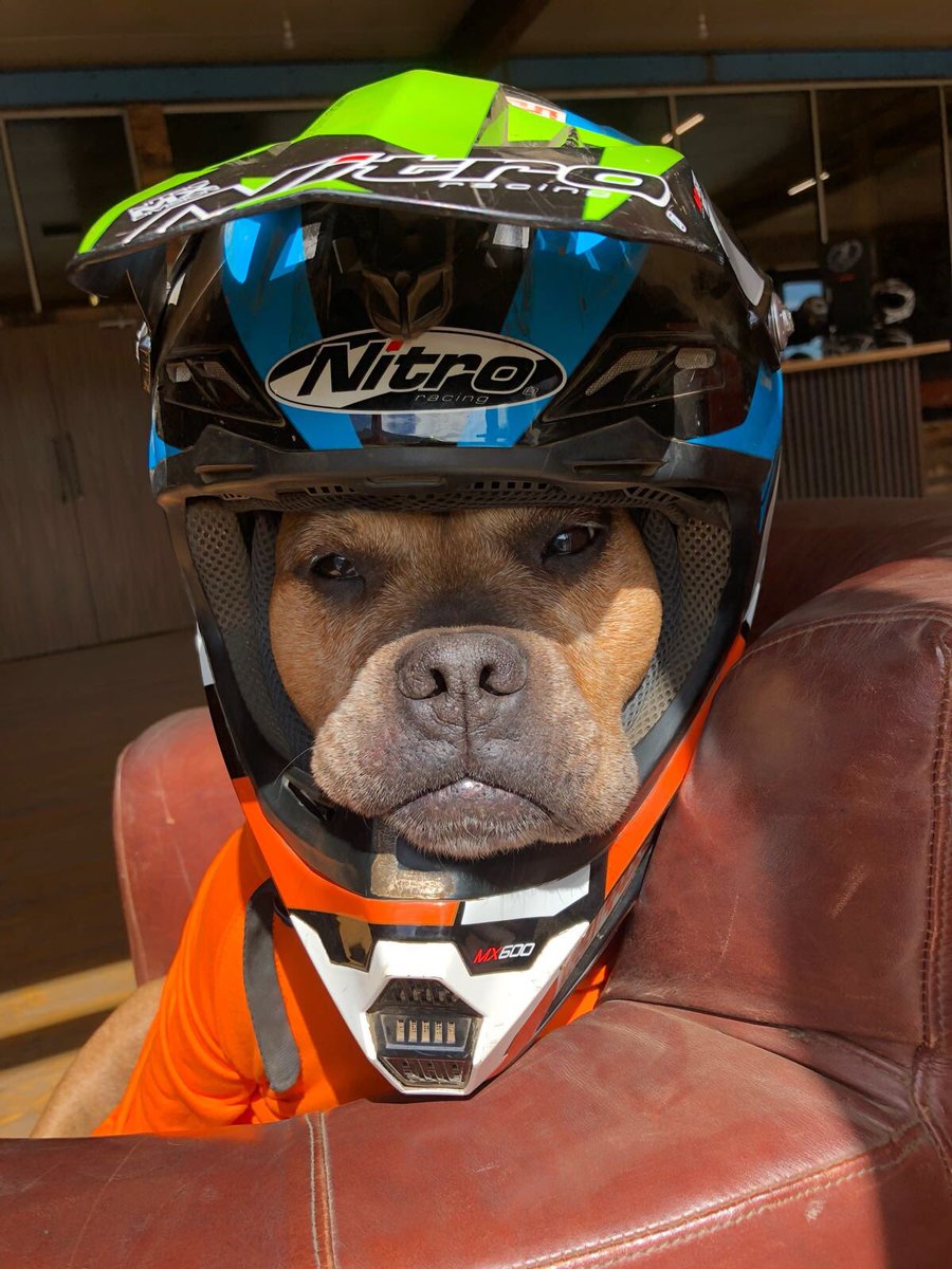 trax_hyper's tweet image. It’s #BringYourDogToWork Day!

So....meet the newest member of our team 🐶
Come down to Hyper-Trax with your dog any day of the week! 👍