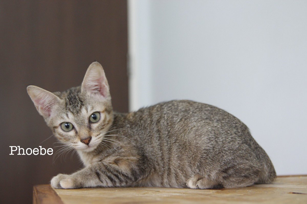 CatWelfareSG's tweet photo. ADOPTION NOTICE: Meet Prue, Piper & Phoebe! #KittenWeek https://t.co/bTfWyuvhz2 https://t.co/Qdx04fAW5C