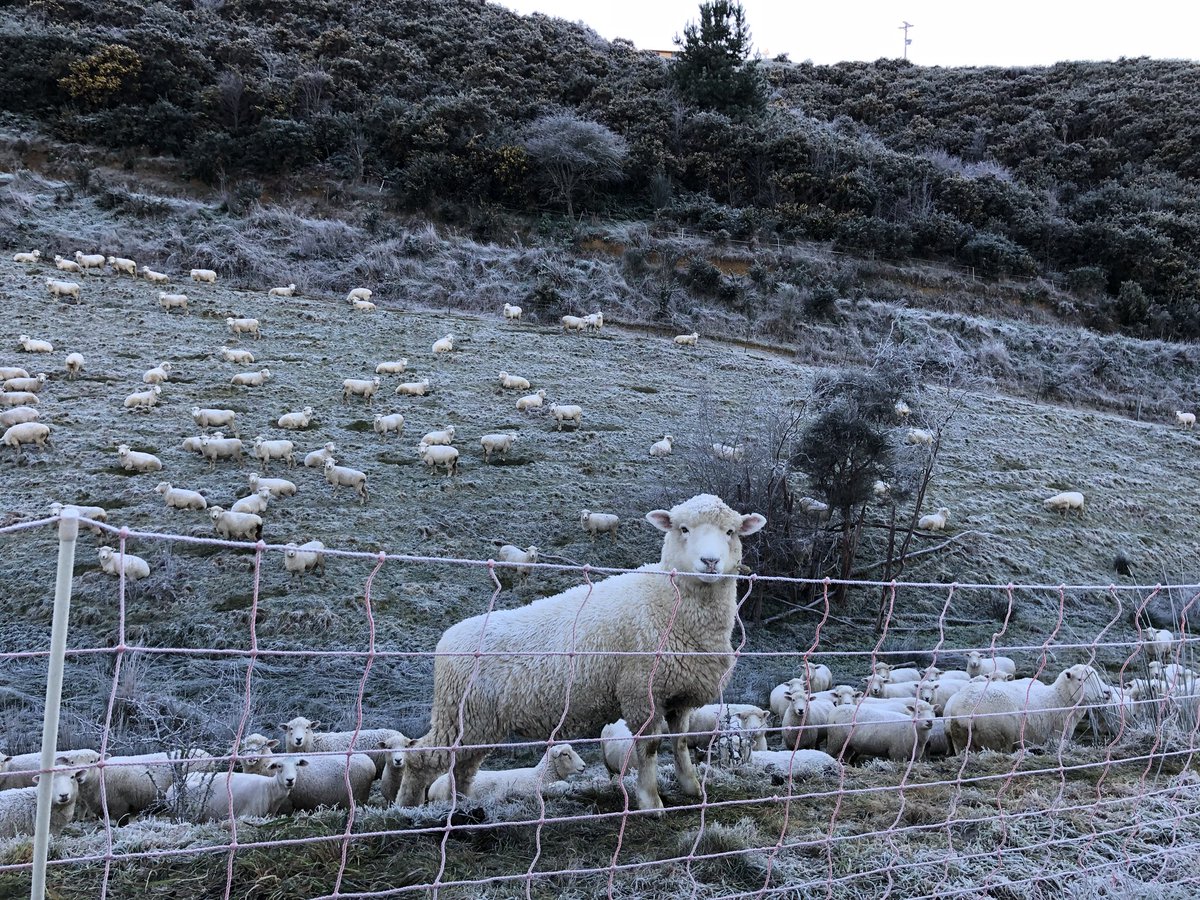 リアルニュージーランド留学部門 今朝は今年一番の冷え込みでした 職場の敷地に数日前から来ていた羊も凍えています 真ん中の羊は合成じゃないですよ みんな遠巻きにしている中 自己主張の強い子だったみたいです ニュージーランド 羊 霜 冬本番