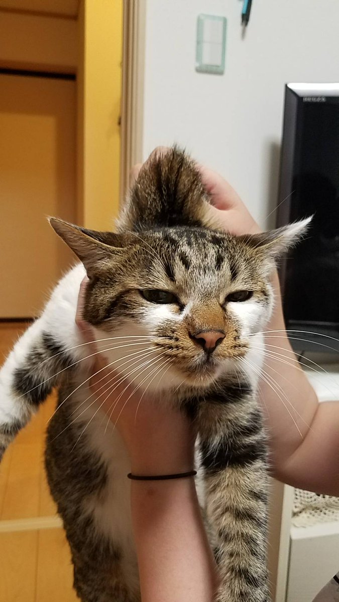 怒られた猫 怒られた猫