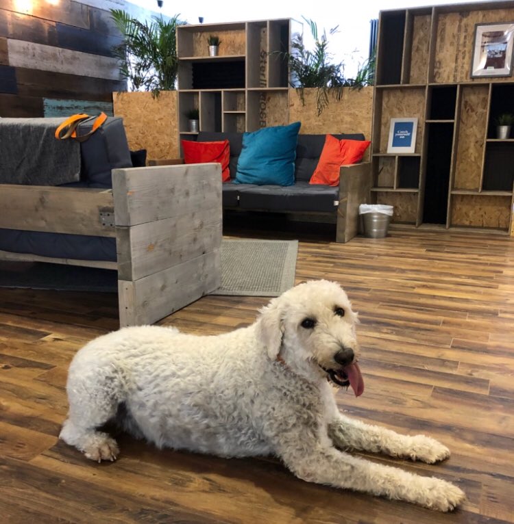 LoftSpaceNI's tweet photo. Benji, the 8th member of @performanceacti visited @LoftSpaceNI today for #BringYourDogToWork https://t.co/IdZ6gwCGsJ