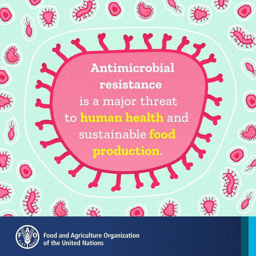 FAO's tweet photo. ❓What is AMR?
❓What are the dangers?
❓How does it affect #foodsafety?

#AntimicrobialResistance is a threat to human health and sustainable food production. All you need to know on #AMR ➡️https://t.co/Glxghf9L89 https://t.co/2vQOuPqC1H