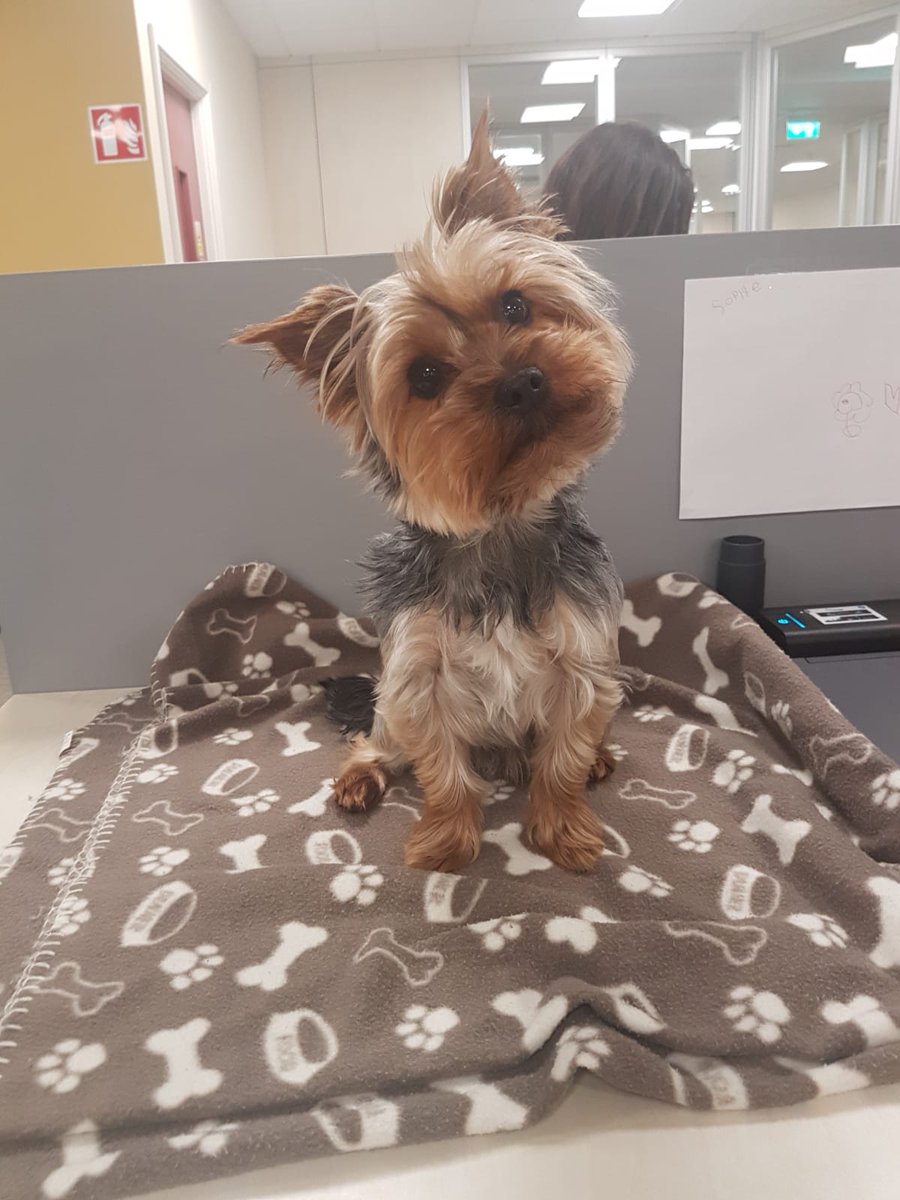 Say hello to Ollie! A very special visitor to CityJet for #DogFriendlyIrelandDay 🐶🐶🐶