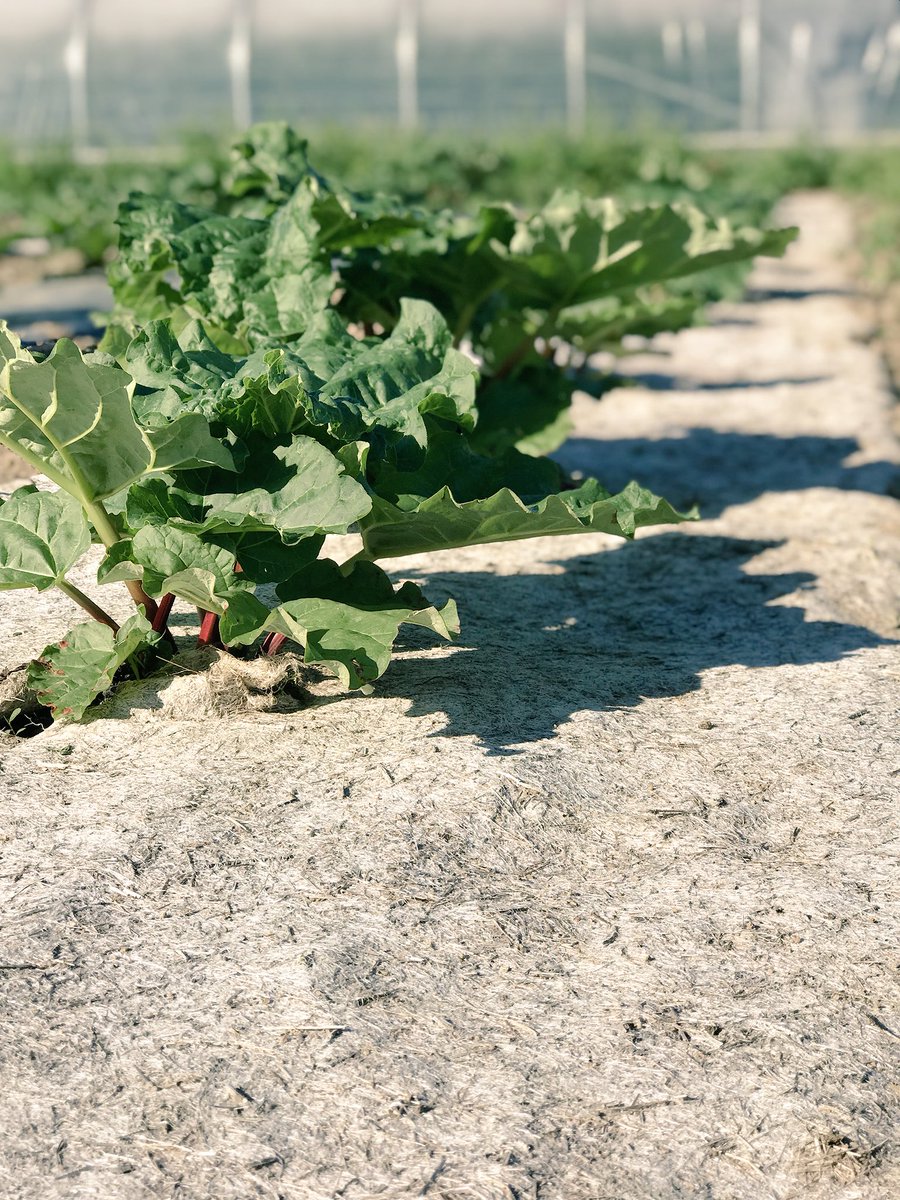 maetBzh's tweet photo. Nouveaux matériaux #biodégradables en test sur la #StationAuray paillage @geochanvre sur rhubarbe et tomate
Prix de l’innovation au @TECHetBIO et nominé au concours @SIVAL_ANGERS 2018
#jeprendslesdevants
@ChambagriFrance
@ChambagriBzh https://t.co/G7FAZcCcPZ