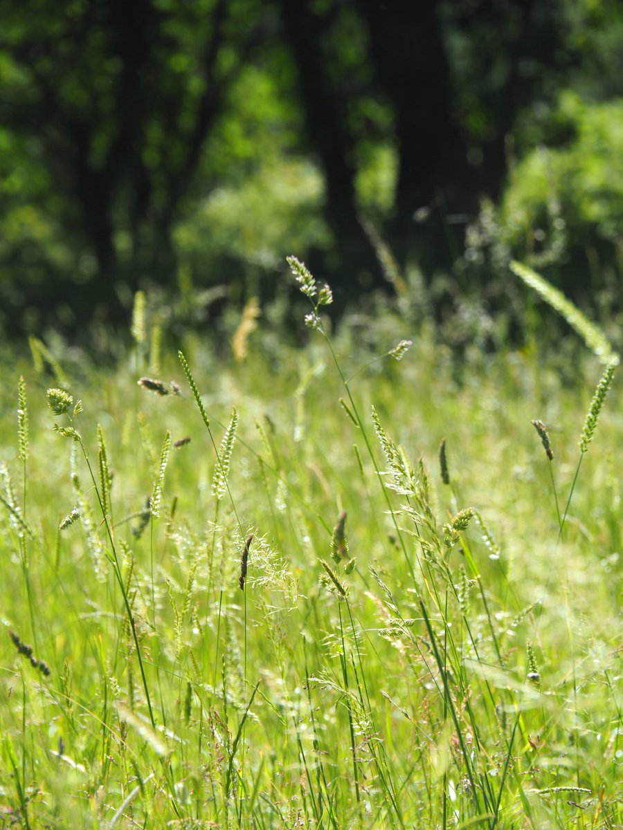 LoopyEwes's tweet photo. This run of #sunshine we are having at the moment is fabulous and I don’t wish to grumble or rain on everyone’s blue sky parade, but my #grass is seriously thirsty and a couple of bursts of rainfall would really help ... #britishweather #neverquiteright https://t.co/uv0UnDX0Mt